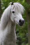 ausgewachsenes Shetland Pony