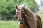 ausgewachsenes Shetland Pony