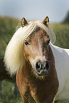 Shetland Pony