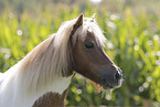 Shetland Pony