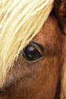 Shetland Pony Auge