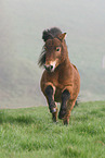 Shetland Pony