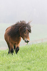 Shetland Pony