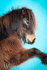 Shetland Pony im Studio