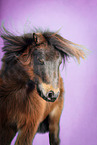 Shetland Pony im Studio