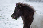 Shetland Pony