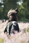 Shetland Pony