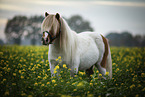 Shetland Pony