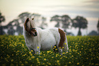 Shetland Pony