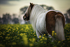 Shetland Pony