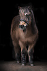 Shetland Pony