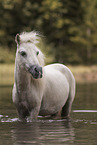 Shetland Pony