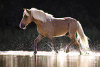 Shetland Pony