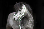 Shetland Pony