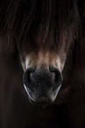 Shetland Pony