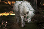 Shetland Pony