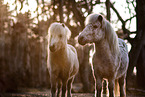 Shetland Ponys