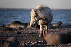 Shetland Pony