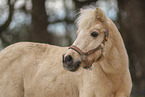 Shetlandpony