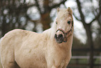 Shetlandpony