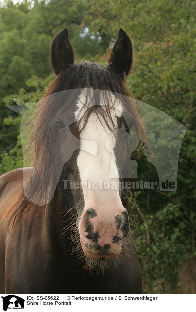 Shire Horse Portrait / SS-05622