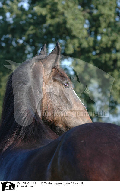 Shire Horse / Shire Horse / AP-01113