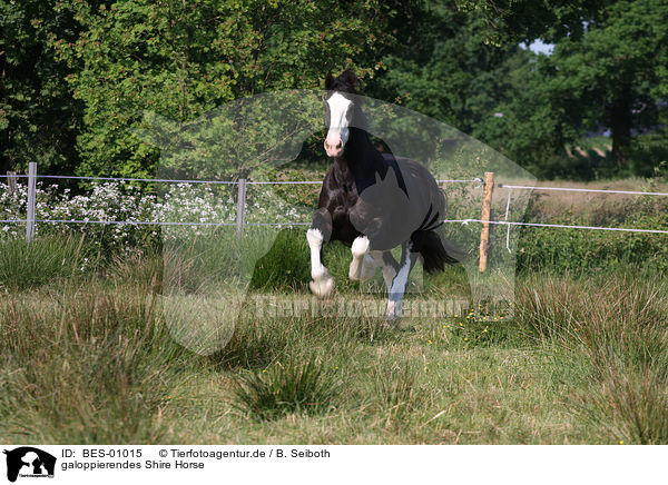 galoppierendes Shire Horse / galloping Shire Horse / BES-01015