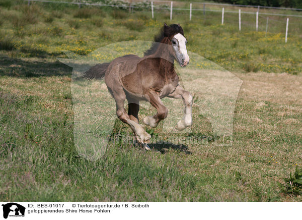 galoppierendes Shire Horse Fohlen / galloping Shire Horse foal / BES-01017