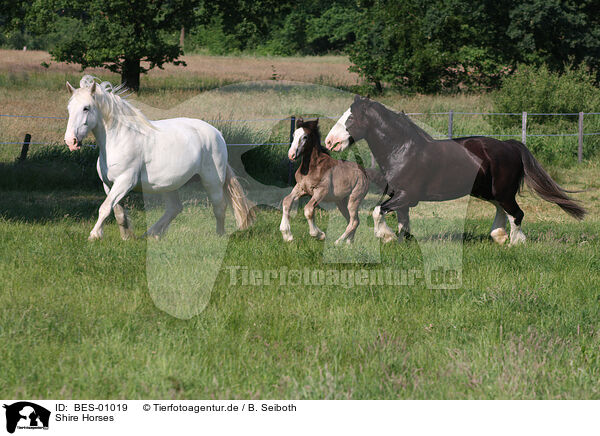 Shire Horses / Shire Horses / BES-01019