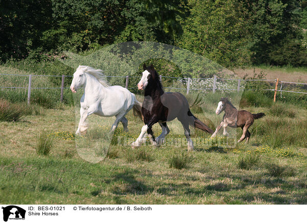 Shire Horses / BES-01021