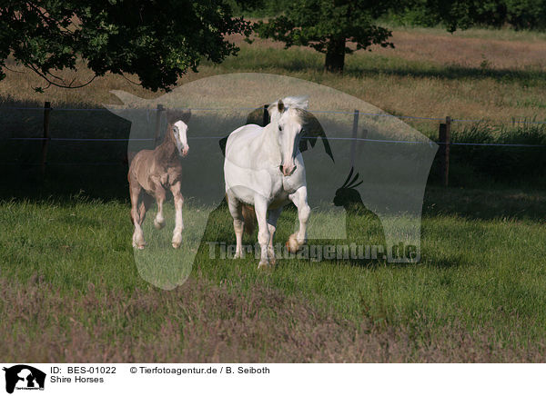 Shire Horses / Shire Horses / BES-01022