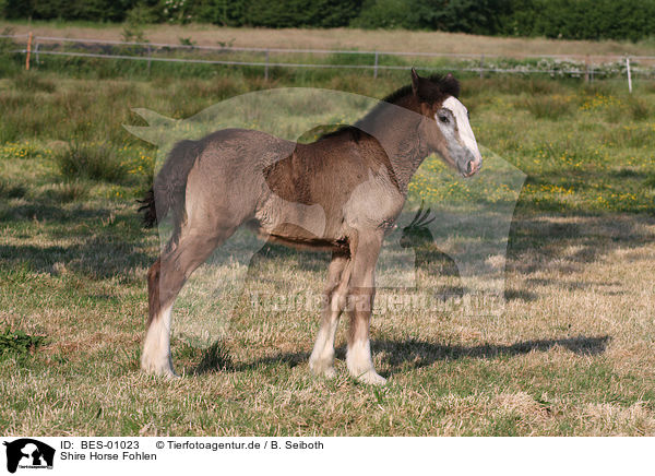 Shire Horse Fohlen / Shire Horse foal / BES-01023