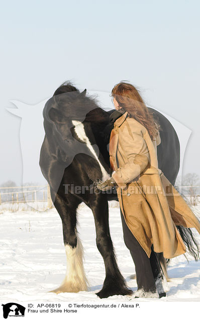 Frau und Shire Horse / woman and Shire Horse / AP-06819