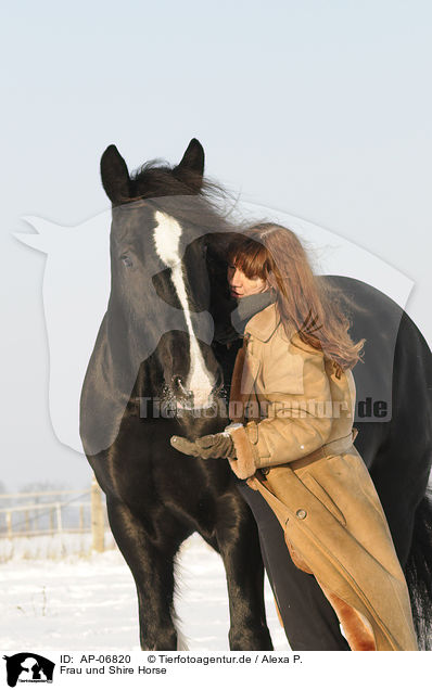 Frau und Shire Horse / woman and Shire Horse / AP-06820