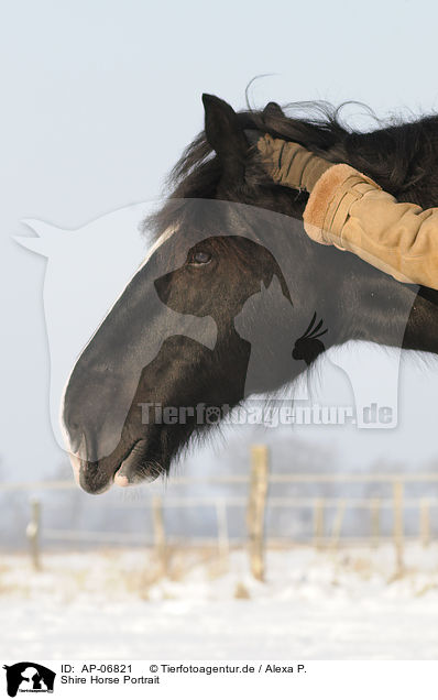Shire Horse Portrait / Shire Horse Portrait / AP-06821