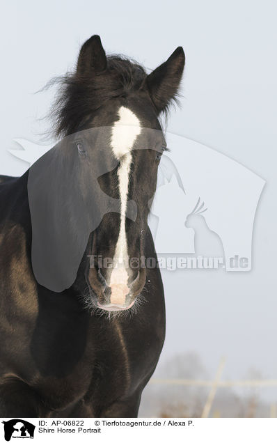 Shire Horse Portrait / Shire Horse Portrait / AP-06822