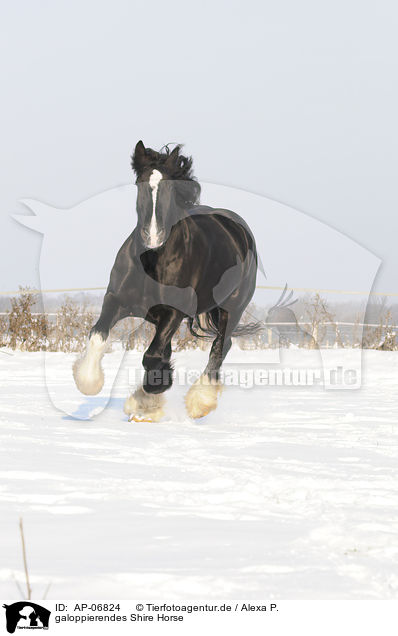 galoppierendes Shire Horse / galloping Shire Horse / AP-06824