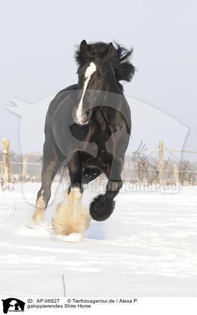 galoppierendes Shire Horse / AP-06827