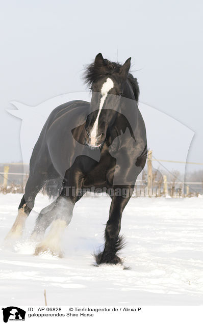 galoppierendes Shire Horse / galloping Shire Horse / AP-06828