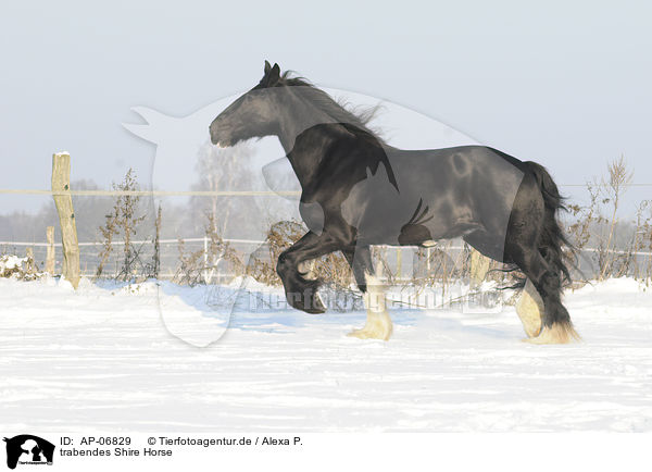 trabendes Shire Horse / trotting Shire Horse / AP-06829