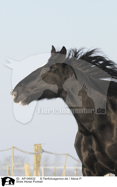 Shire Horse Portrait / AP-06832