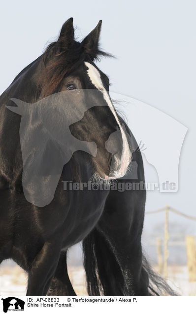 Shire Horse Portrait / Shire Horse Portrait / AP-06833