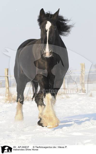trabendes Shire Horse / trotting Shire Horse / AP-06837