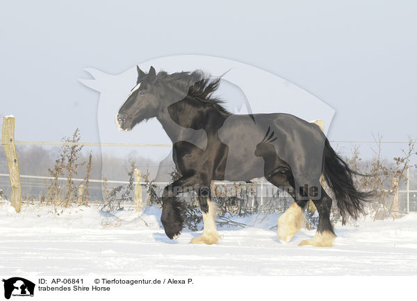 trabendes Shire Horse / AP-06841