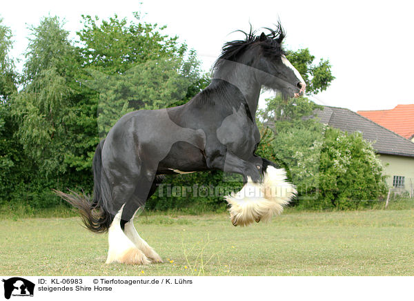 steigendes Shire Horse / rising Shire Horse / KL-06983