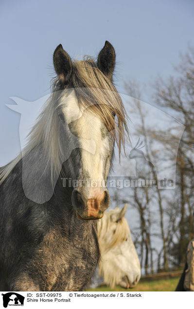 Shire Horse Portrait / Shire Horse Portrait / SST-09975