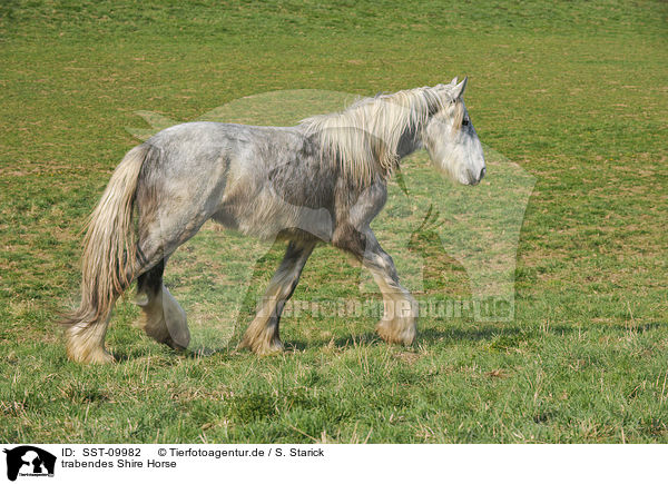 trabendes Shire Horse / trotting Shire Horse / SST-09982