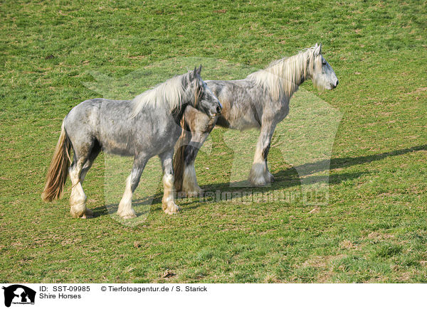 Shire Horses / Shire Horses / SST-09985