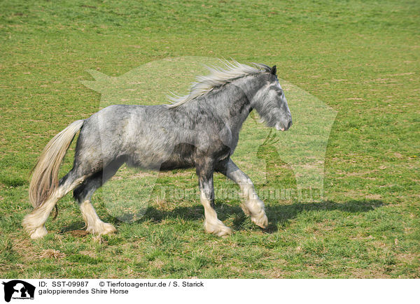 galoppierendes Shire Horse / SST-09987