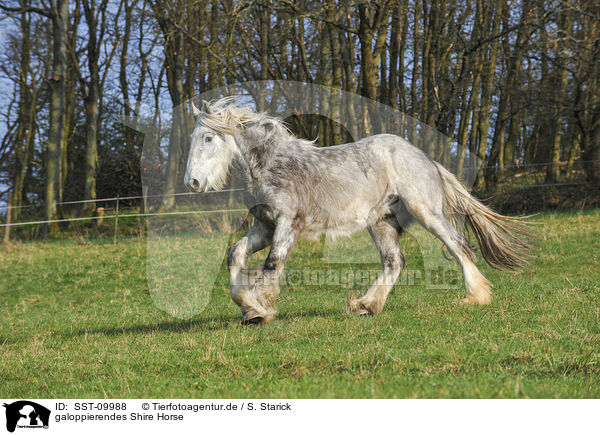 galoppierendes Shire Horse / galloping Shire Horse / SST-09988